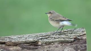 Northern Wheatear