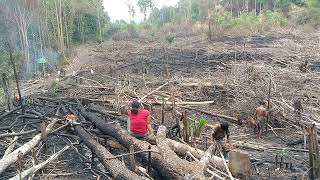 Menugal padi suku Dayak pedalaman #dayak Air Upas