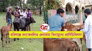 GTv Bangla.24 News//5/9/24//হবিগঞ্জে বন্যাকবলিত এলাকায় বিনামুল্যে প্রাণিচিকিৎসা