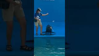 Entertaining Sea Lion Show | #shorts