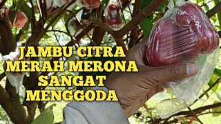 JAMBU CITRA MERAH MERONA SANGGAT MENGGODA 😁