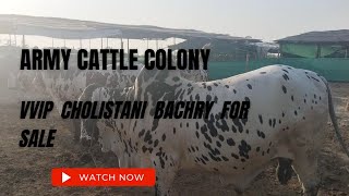 cow mandi rates/ Army cattle colony @mandivlogswithejaz4258