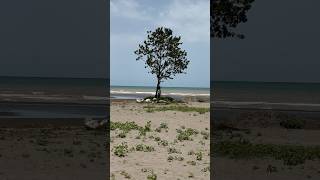 A single tree on the beach of Nowshahr