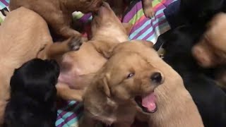 3 week old goldadors growling and playing