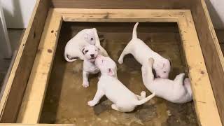 The Original Pitbull (Puppies Rough Housing Around) Out Of “Chosen Sheep Kennels”