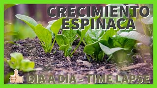 CRECIMIENTO ESPINACA - DIA a DIA - TIME LAPSE #1 - 🌱 Häns Eco Garden - SPINACH GROWTH *Primeros días