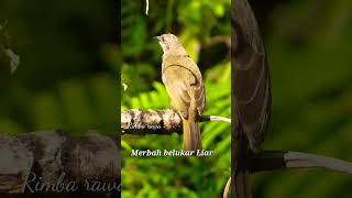 Burung merbah belukar mata merah liar Olive-winged Bulbul.#short