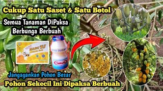 Cukup Modal Madu dan Yakul Semua Tanaman Bisa di paksa Berbuah  !!! pupuk perangsang super aktif