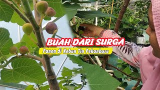 PANEN BUAH TIN BUAH SURGA DI KEBUN TIN PEKANBARU, HARGA PER KG BISA 250 RIBU