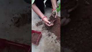 How to grow guldaudi I prepared from cutting #nature #plants #ytshorts #kitchengarden #gardeningtips