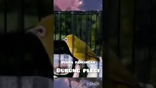 suara pancingan burung pleci