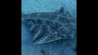 Angel Shark