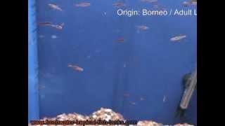 Tropical Fish - Mosquito Rasbora - boraras brigittae