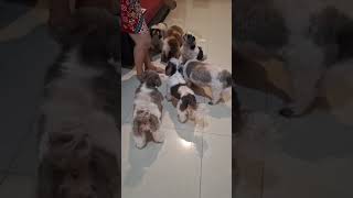 6 ekor anjing Shitzu di rumah kami