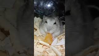 hamster eating oranges ❤️🐹