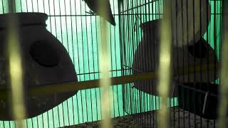 Adeeba birds farm & pets