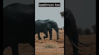 Secretos asombrosos del elefante: Rodillas, peso y su incapacidad para saltar.