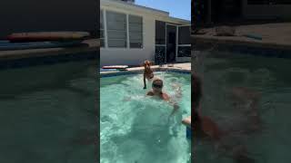 Florida vizsla swimming dive #vizsla #floridavizsla