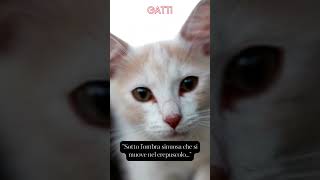 Sotto l'ombra sinuosa che si muove nel crepuscolo #animali #aforismi #frasedelgiorno #gatto