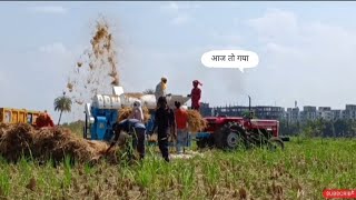 Massey Ferguson 245 Di With Harnam dhan Thresher || हरनाम डबल फिल्टर धान thresher