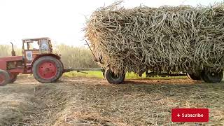 Belarus tractor Full load Trailer Stuck in the Mud Live