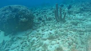 Playa Kalli (Alice in Wonderland) Dive 2, 1-15-24, Curacao