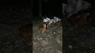 Se lever à l’heure des poules ça se dit ??