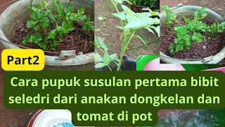 part2 cara pupuk susulan pertama bibit seledri dari anakan dan tomat di pot