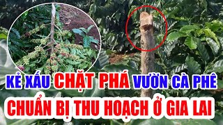 Kẻ xấu chặt phá vườn cà phê chuẩn bị thu hoạch ở Gia Lai