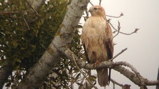 Buse féroce (Buteo rufinus)