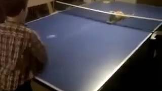 Cat play ping-pong🤪🐾