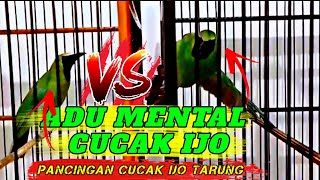 TERAPI CUCAK IJO AGAR MAU TARUNG , PANCINGAN CUCAK IJO LANGSUNG GACOR 100%