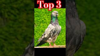 Top 3 kabootar #pigeon ❤🔥#kabootar #bird #birdspecies #ytviral #kabootr #shorts #fancyanimal