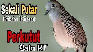 PANCINGAN PERKUTUT LOKAL // SUARA PANCINGAN MANJUR SEKALI PUTAR BIKIN RIBUT PERKUTUT SATU RT !!