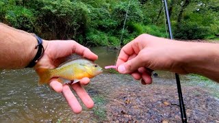 Microfishing Flooded Creek with Trout Magnet