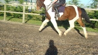 Coloured 4yrs Warmblood x TB just backed.