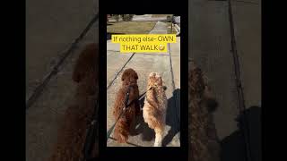 Doodle Doggie Tales- Part 101 “Own That Walk” #doglife #ownit #dogbrothers #shorts #dogsofyoutube