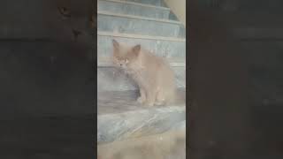 #foryou #catvideos #catlover