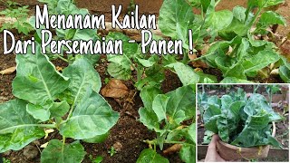 Eps. 61 How to grow kailan || Menanam & Panen Kailan Organik (Menggunakan 2 Cara Panen, mana yg ok?)