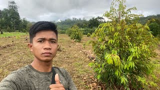 Cek kebun Durian Montong usia 3 tahunan di Kampung🌱 #durian #durianmontong