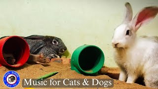 Entertain Your Pets 🐶😸📺 [No Ad Interruptions] 2 Hour Cat & Dog TV | Mouse & Rabbit