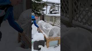 Open Our Outdoor Winter Planter Greenhouse for the First Time #toronto #january2023 #canada