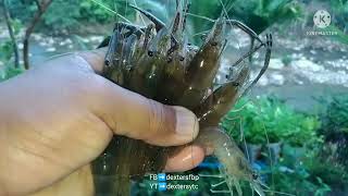 RIVER PRAWNS