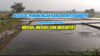 Nge Vlog Tempat Pemancingan Kang Didin Strowbery Soreang Kab. Bdg. Indah, Menawan  dan Murah.