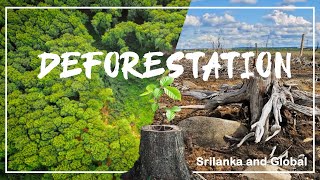 Deforestation in Sri Lanka / Global Deforestation / Forests in Sri Lanka #Travel Around Documentary