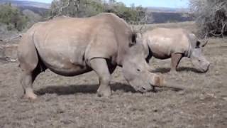 Safari trip in South Africa | Alexander R. Marmureanu MD