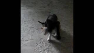 Pitbool ataca ha gatito(1)