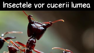 Insectele Vor Cuceri Lumea! | Fapte la întâmplare #17