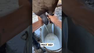 بقرة حلوب مع صغيرها المضحك 😅 #cow #funny #shorts  #funnyvideo #viral #farming #farmer #funnycowdance