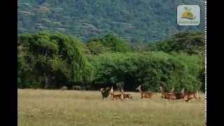 WOW!! Menikmati Eksotisme SAVANA AFRIKA di Taman Nasional Baluran